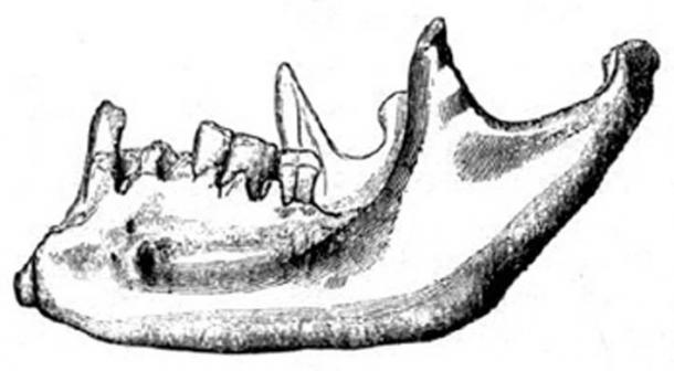 La mâchoire de Foxhall est anatomiquement moderne, mais a été découverte dans des strates datant de plus de 2,5 millions d'années. (auteur fourni)