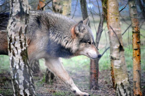 Un loup au UK Wolf Conservation Trust. 