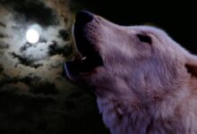 The wolf howls against the moon.