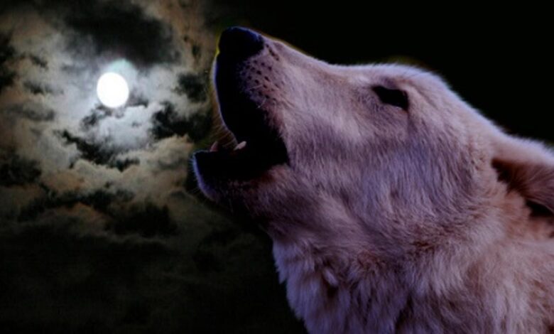 The wolf howls against the moon.