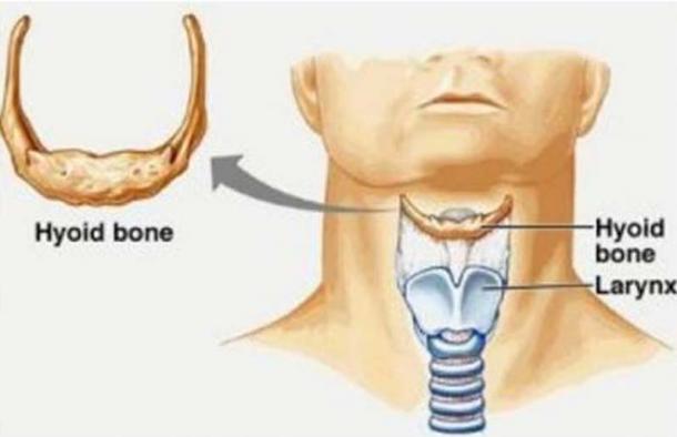 La localisation de l'os hyoïde et du larynx chez un humain moderne ( Lasaludfamiliar)