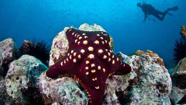 19 espèces d'étoiles de mer bizarres et magnifiques