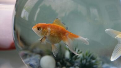 248 noms que vous pouvez donner à votre poisson d'agrément