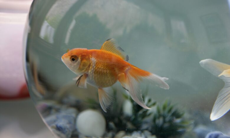 248 noms que vous pouvez donner à votre poisson d'agrément