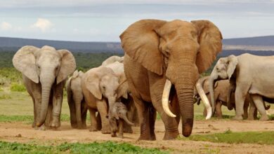 6 façons d'aider les éléphants