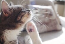 6 remèdes à domicile contre les puces sur les chats