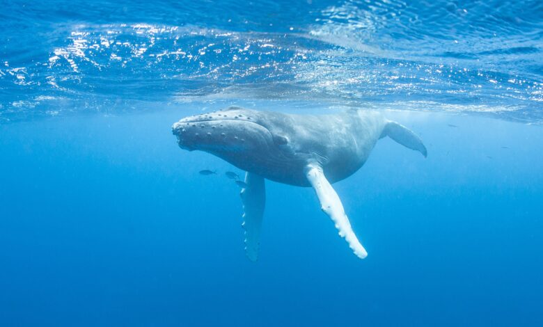 7 Chansons d'obsession chantées par les baleines