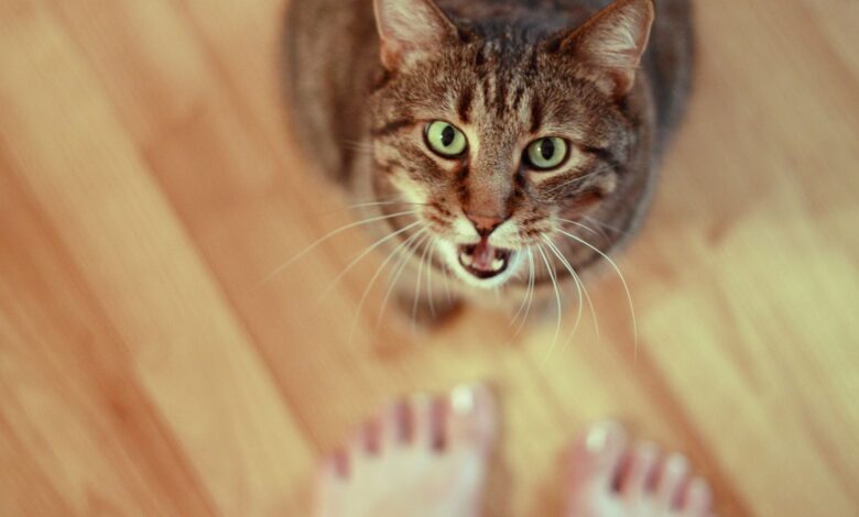 7 raisons pour le comportement de recherche d'attention chez les chats
