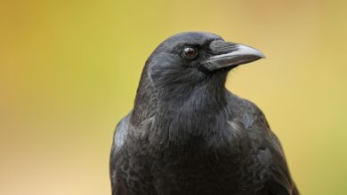 8 Faits étonnants sur les corbeaux