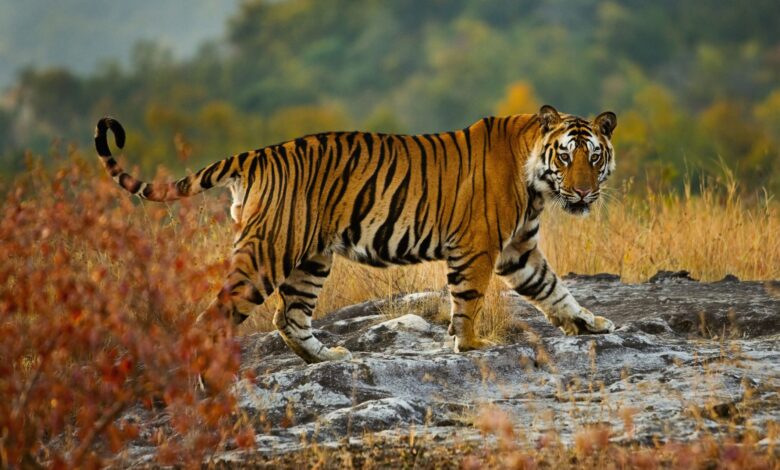 8 Faits étonnants sur les tigres du Bengale