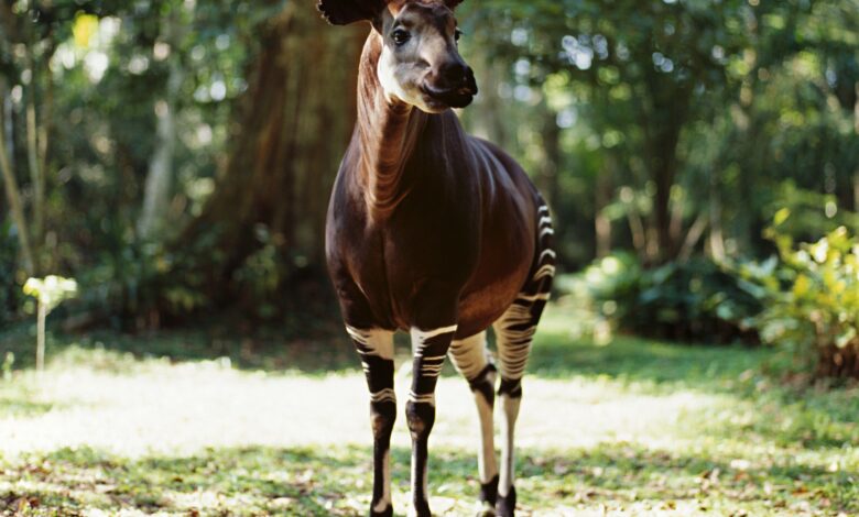 8 Faits extraordinaires sur l'okapi