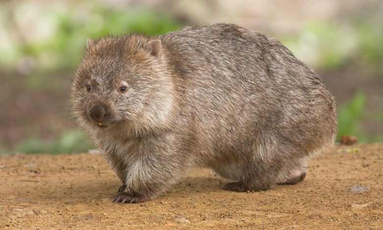 8 choses que vous ne saviez pas sur les wombats