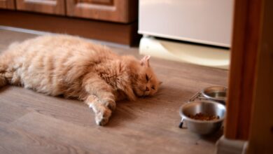 8 raisons pour lesquelles votre chat ne mange pas