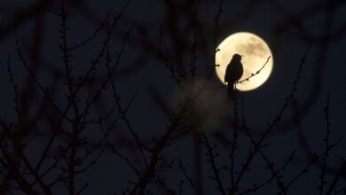9 Chants d'oiseaux de nuit d'une beauté sinistre