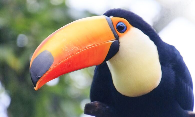 9 Faits fascinants sur les toucans