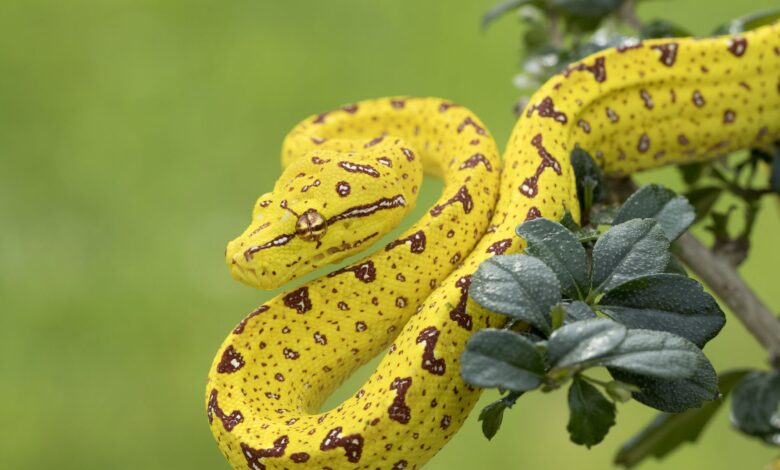 9 magnifiques espèces de serpents dans le monde