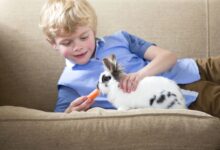 Achat et soins d'un lapin de compagnie