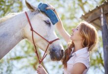 Anhidrose chez le cheval - Profil et traitement
