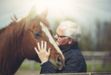 Apprendre la vie d'un cheval