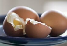 Avantages nutritionnels des œufs pour les chiens