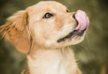 Ce que cela signifie quand un chien lèche ses lèvres