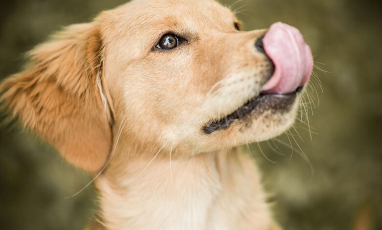 Ce que cela signifie quand un chien lèche ses lèvres