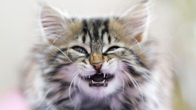 Ce que vous devez savoir sur les dents de chaton et les soins dentaires