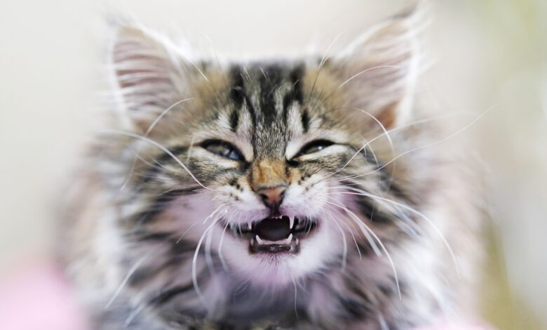 Ce que vous devez savoir sur les dents de chaton et les soins dentaires