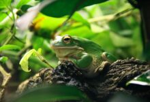 Ce que vous devez savoir sur les grenouilles de compagnie