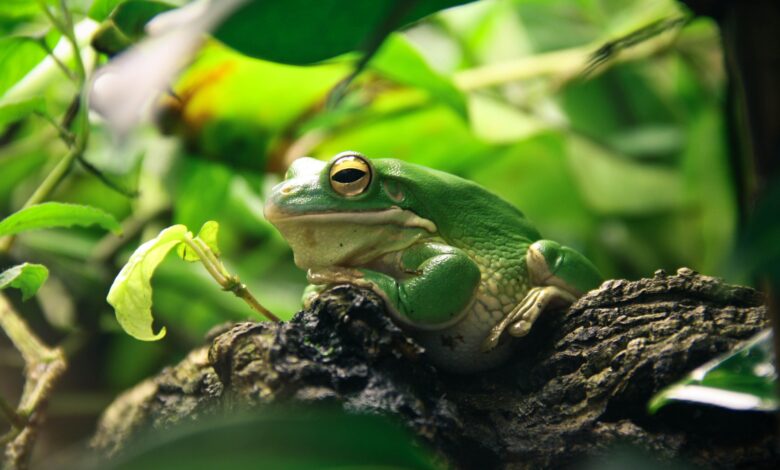 Ce que vous devez savoir sur les grenouilles de compagnie