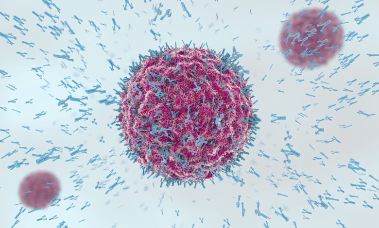 Cellules B : Cellules immunitaires productrices d'anticorps