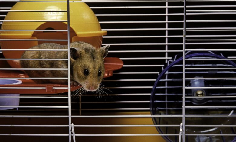 Choisir la meilleure cage pour votre hamster syrien