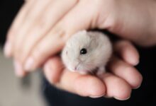 Choisir une cage à hamster naine