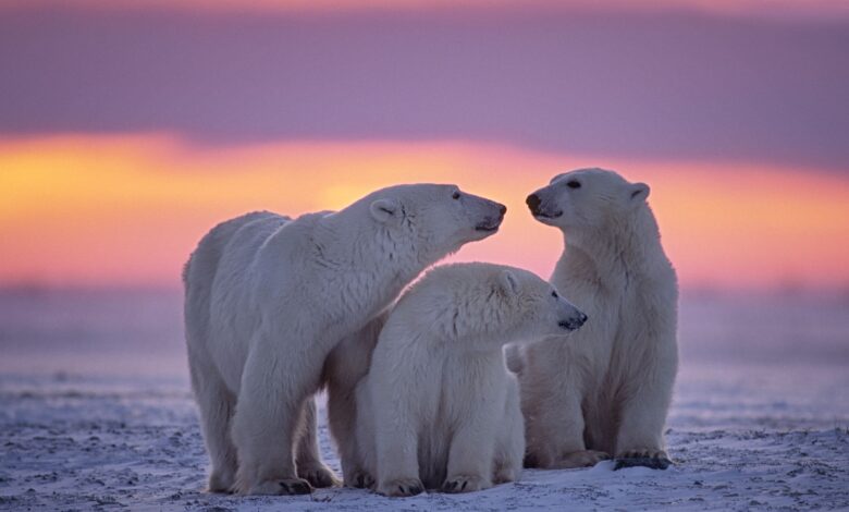 Combien y a-t-il d'ours polaires ?