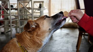 Comment ça marche avec des exemples