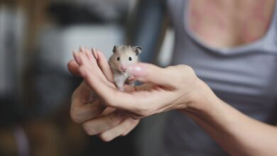 Comment choisir un hamster sain