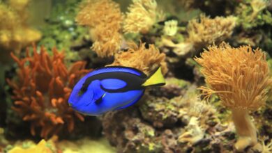 Comment contrôler les algues dans un aquarium d'eau de mer