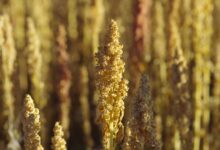 Comment cultiver le quinoa chez soi