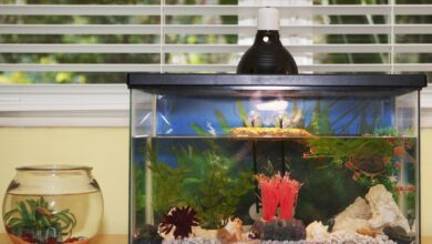 Comment déterminer le sexe de votre poisson