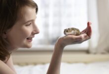 Comment entraîner votre hamster à être apprivoisé