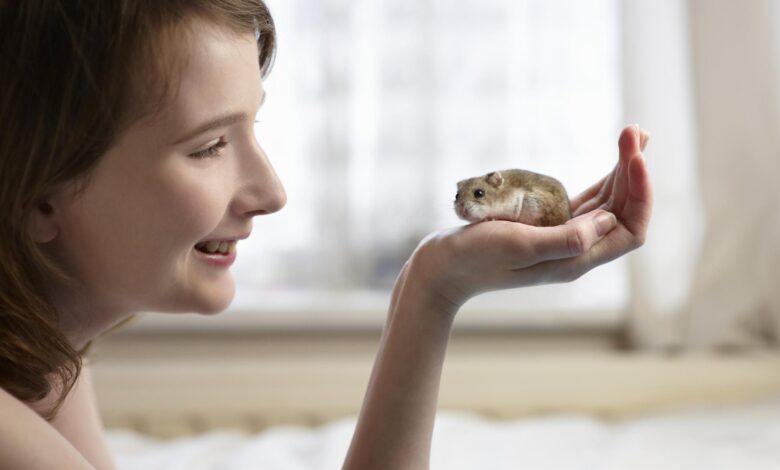 Comment entraîner votre hamster à être apprivoisé