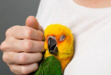 Comment entraîner votre oiseau à autoriser les caresses