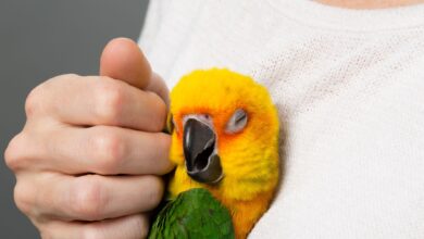 Comment entraîner votre oiseau à autoriser les caresses