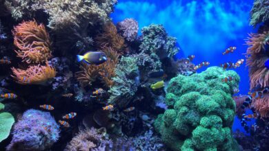 Comment entretenir un aquarium d'eau salée