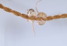 Comment fabriquer des jouets pour les rats de compagnie