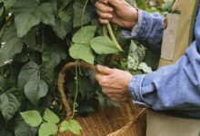 Comment faire pousser une récolte de haricots à l'automne