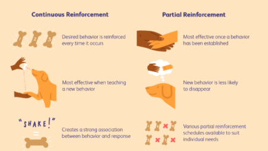 Comment fonctionnent les calendriers de renforcement