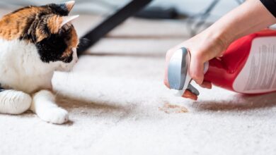 Comment garder votre maison propre avec les animaux de compagnie