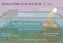 Comment installer un réservoir pour votre tortue à oreilles rouges