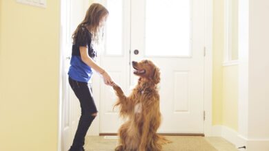 Comment la psychologie définit-elle l'extinction ?